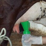 Pré e Pós Dipping são boas escolhas na pecuária leiteira?