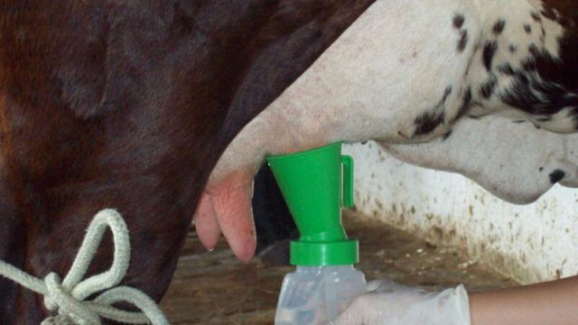Pré e Pós Dipping são boas escolhas na pecuária leiteira?