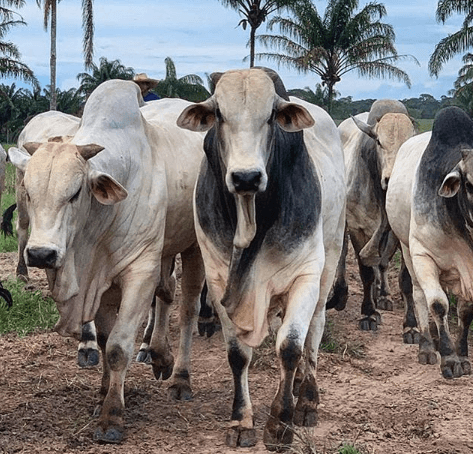 Sal proteinado e sal proteico energético: entenda a diferença proteinado e sal proteico energético - Sal proteinado e sal proteico energético: entenda a diferença