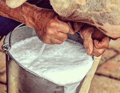 Manejo de gado leiteiro: tolerância térmica gado de leite - Manejo de gado leiteiro: tolerância térmica
