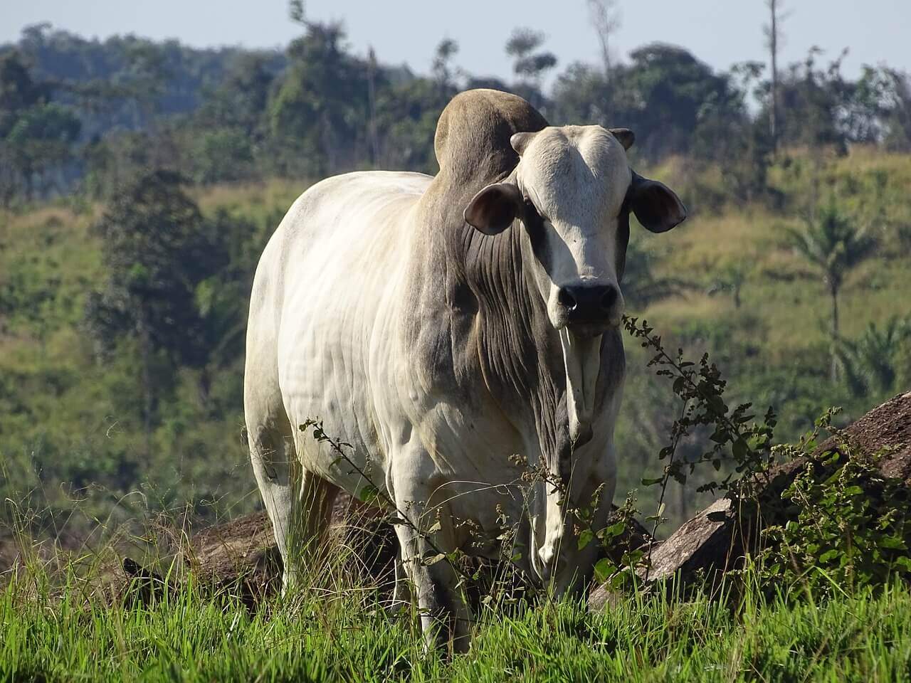 Receita de ração para engorda de gado de corte: terminação ração para terminação de gado de corte - Receita de ração para engorda de gado de corte: terminação