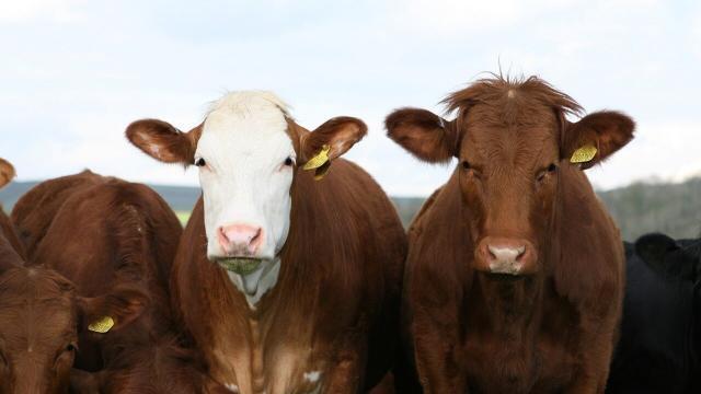 Clostriodiose bovina: prevenção é feita com vacinas para gado