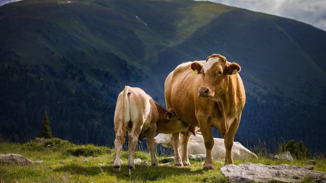 Virginiamicina: vacas de cria manejo pré e pós-parto