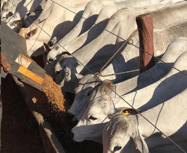Boi ladrão: como afeta o rendimento do gado de corte? boi ladrão - Boi ladrão: como afeta o rendimento do gado de corte?