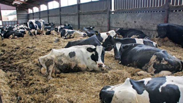 Tipos de confinamento de bovinos de leite