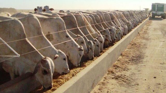 Tipos de confinamento de bovinos de corte
