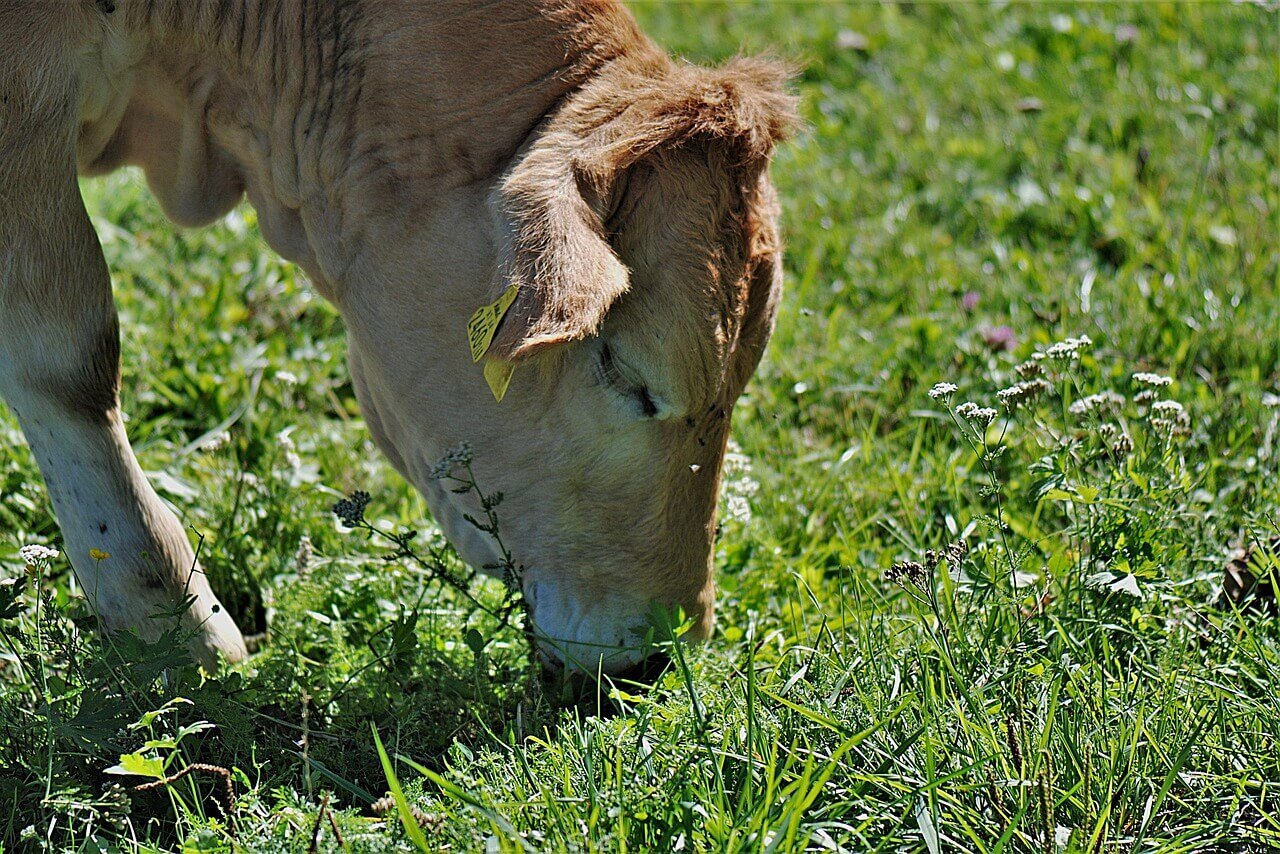 Pastagem: lote ideal, ganho de peso e altura do pasto