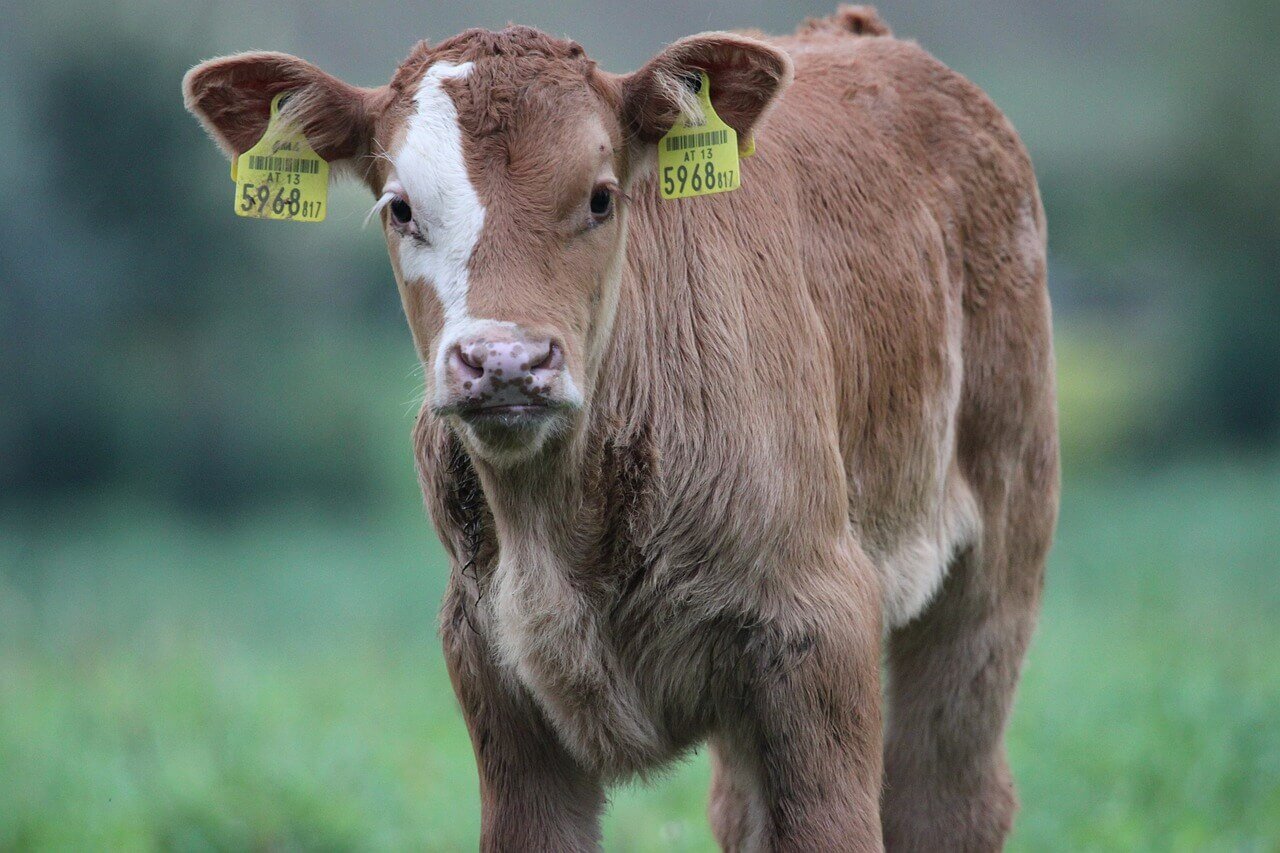 Sal para bezerros: suplementação em todas as fases