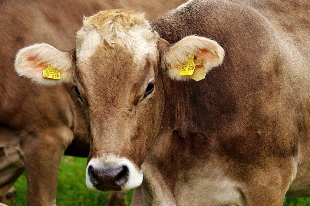 Ureia pecuária para bovinos: cuidados no uso 