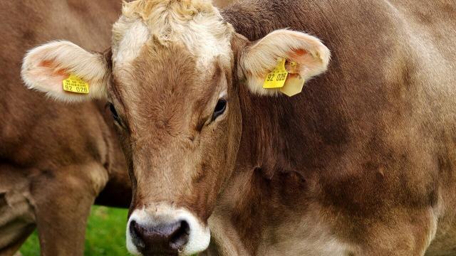 Ureia pecuária para bovinos: cuidados no uso