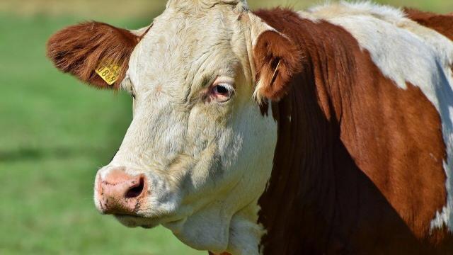 Virginiamicina e acidose ruminal em bovinos: qual a relação?