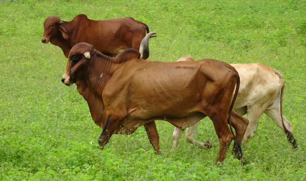 Receitas de ração para gado Receitas de ração para gado