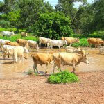 Qual alimentação de bovinos oferecer na estação seca?