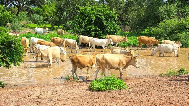 Qual alimentação de bovinos oferecer na estação seca?