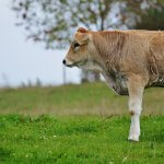 Por que usar suplemento para bovinos na seca?