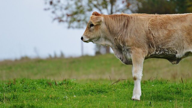 Por que usar suplemento para bovinos na seca?
