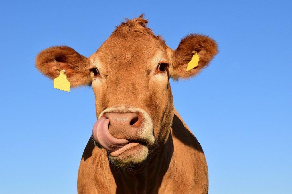 Bacteriopausa melhora o ganho de peso de bovinos?