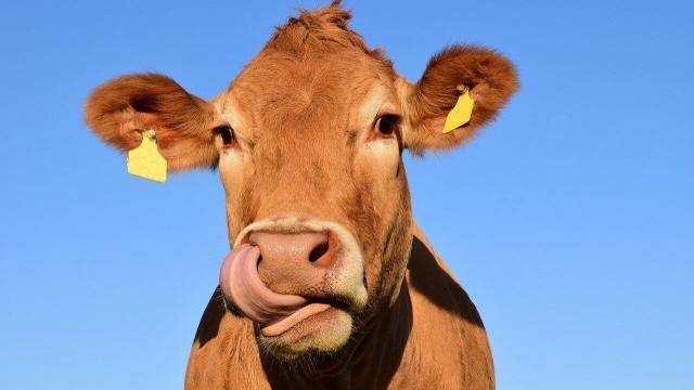 Bacteriopausa melhora o ganho de peso de bovinos?