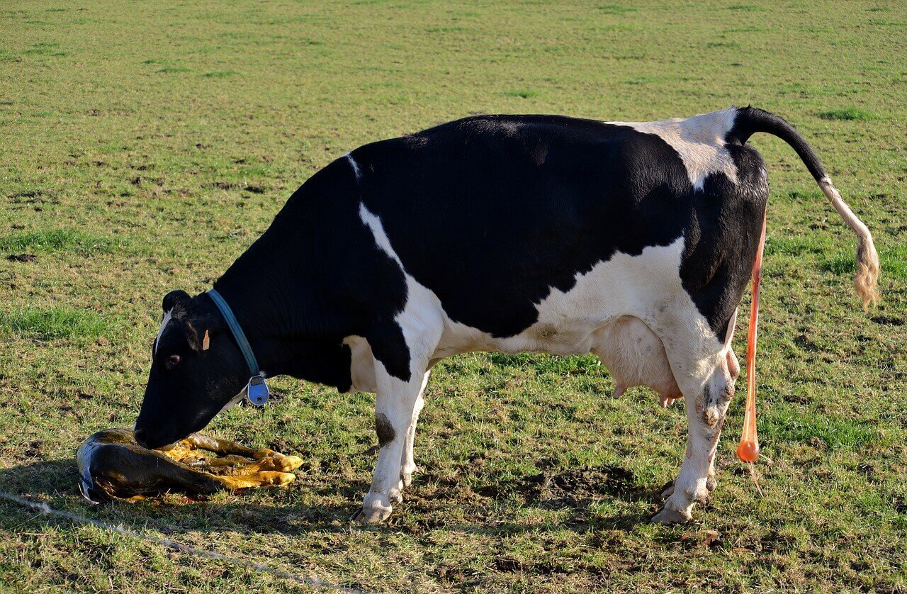Problemas mais comuns na gestação de vaca de cria
