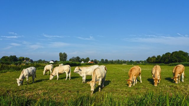 Melhor estratégia nutricional para terminação de bovinos de corte