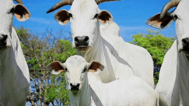 Problemas mais comuns na gestação de vaca de cria