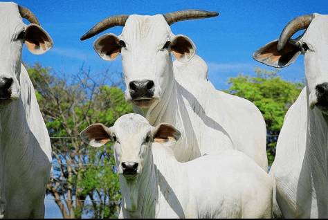 Problemas mais comuns na gestação de vaca de cria