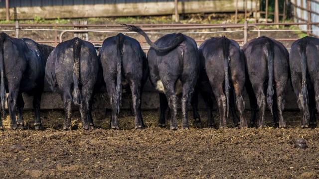 Baias para bovinos no confinamento: quais os tamanhos?