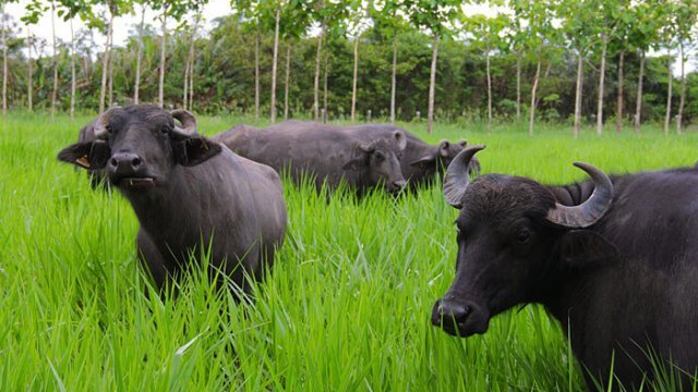 Como produzir búfalas leiteiras