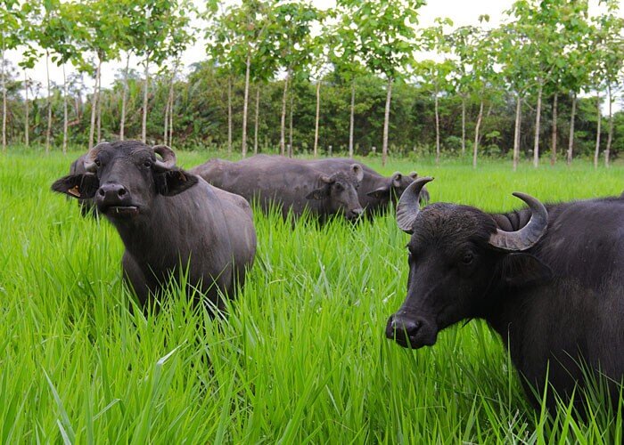 Como produzir búfalas leiteiras