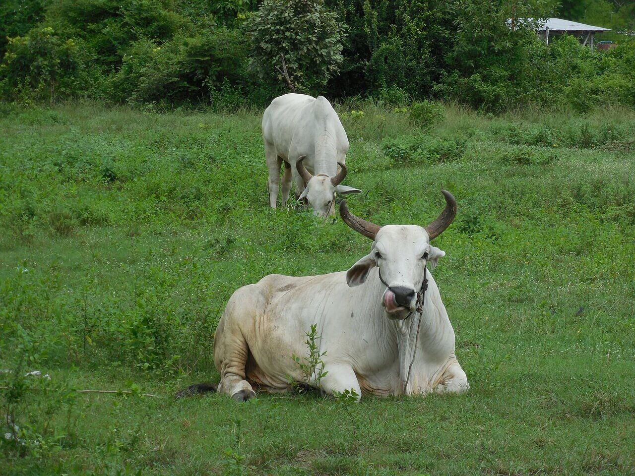 Criação de gado de corte: efeitos da virginiamicina e monensina