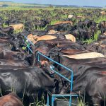 O que é ganho compensatório em bovinos?