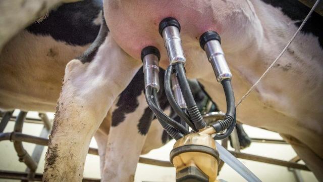 Como manter o teor de gordura do leite de vaca?