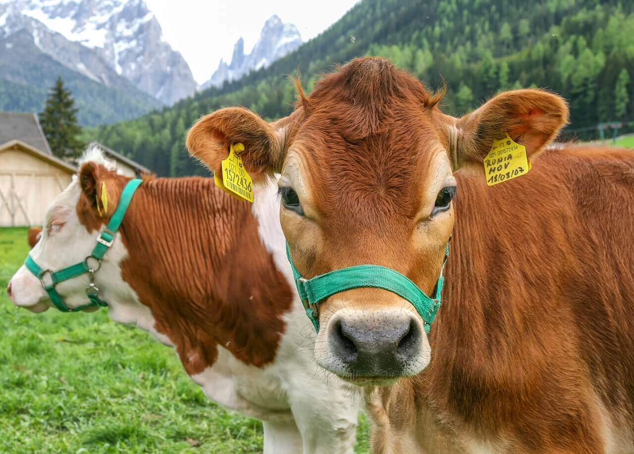 Novilho precoce e virginiamicina: qual a relação?