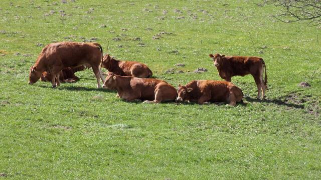 Parasitas em bovinos: como controlar piolhos
