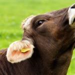 Sal mineral para bovinos: para que serve?