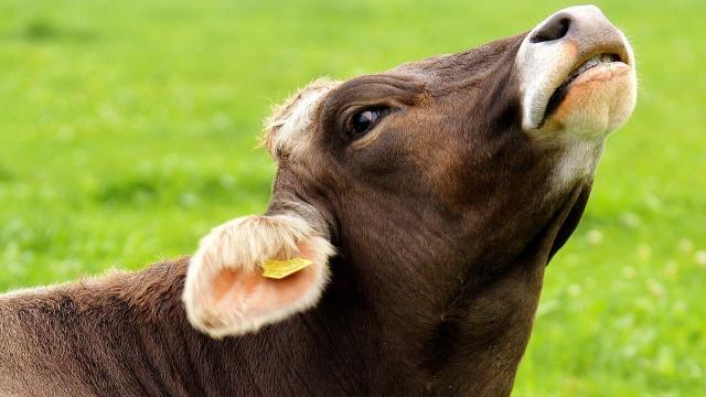 Sal mineral para bovinos: por que é importante oferecer?