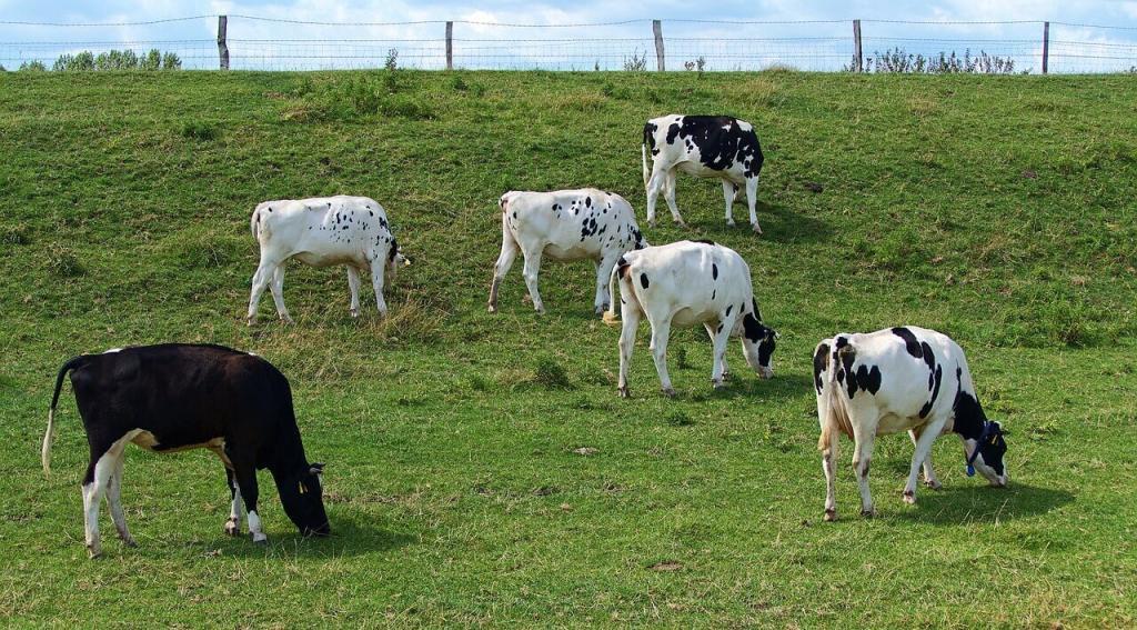 Vacas de cria improdutivas: confira o papel da virginiamicina