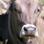 Como engordar o gado com suplemento no cocho?