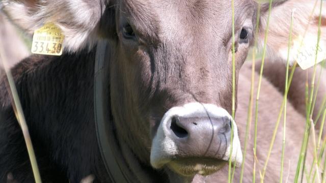 Como engordar o gado com suplemento no cocho?