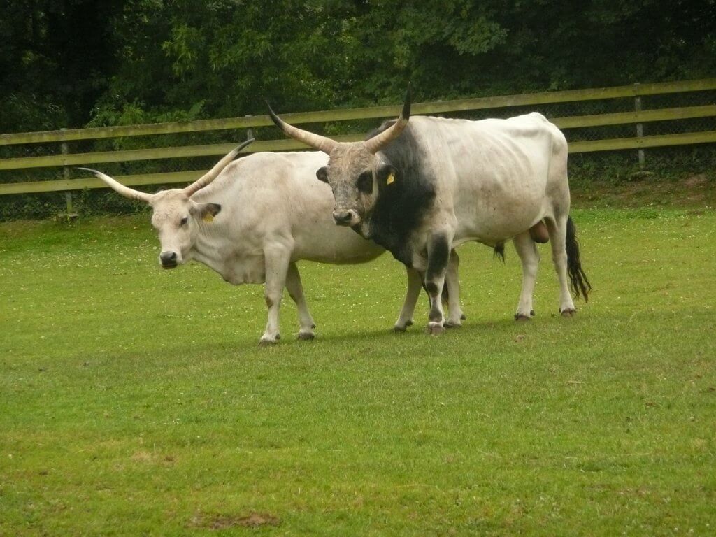 Ácido láctico e a exigência nutricional de vacas de leite ácido láctico 2 1024x768 - Ácido láctico e a exigência nutricional de vacas de leite
