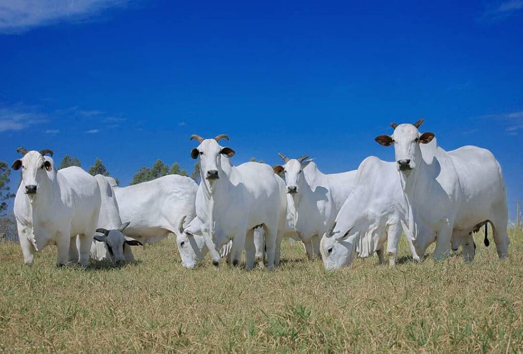 Ração para bovinos na seca: horários têm influência?