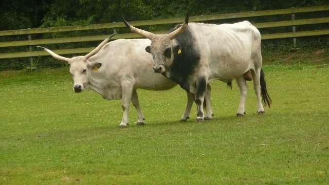 Ácido láctico afeta a exigência nutricional de vacas de leite?