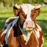 Bovinocultura de leite no Brasil é mais lucrativa que a pecuária de corte?