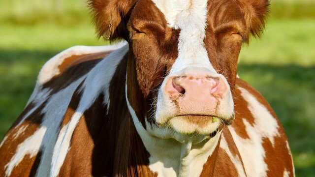 Bovinocultura de leite lucra mais que pecuária de corte?
