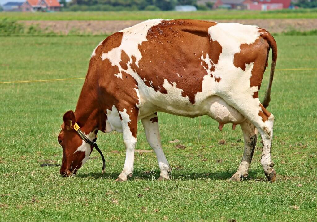 Produção de leite por vaca: a estiagem afeta a quantidade produção de leite 1024x718 - Produção de leite por vaca: a estiagem afeta a quantidade