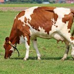 Como a estiagem afeta a produção de leite por vaca?