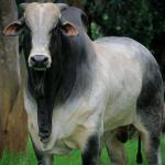 Manejo da bovinocultura de corte: dose de suplemento