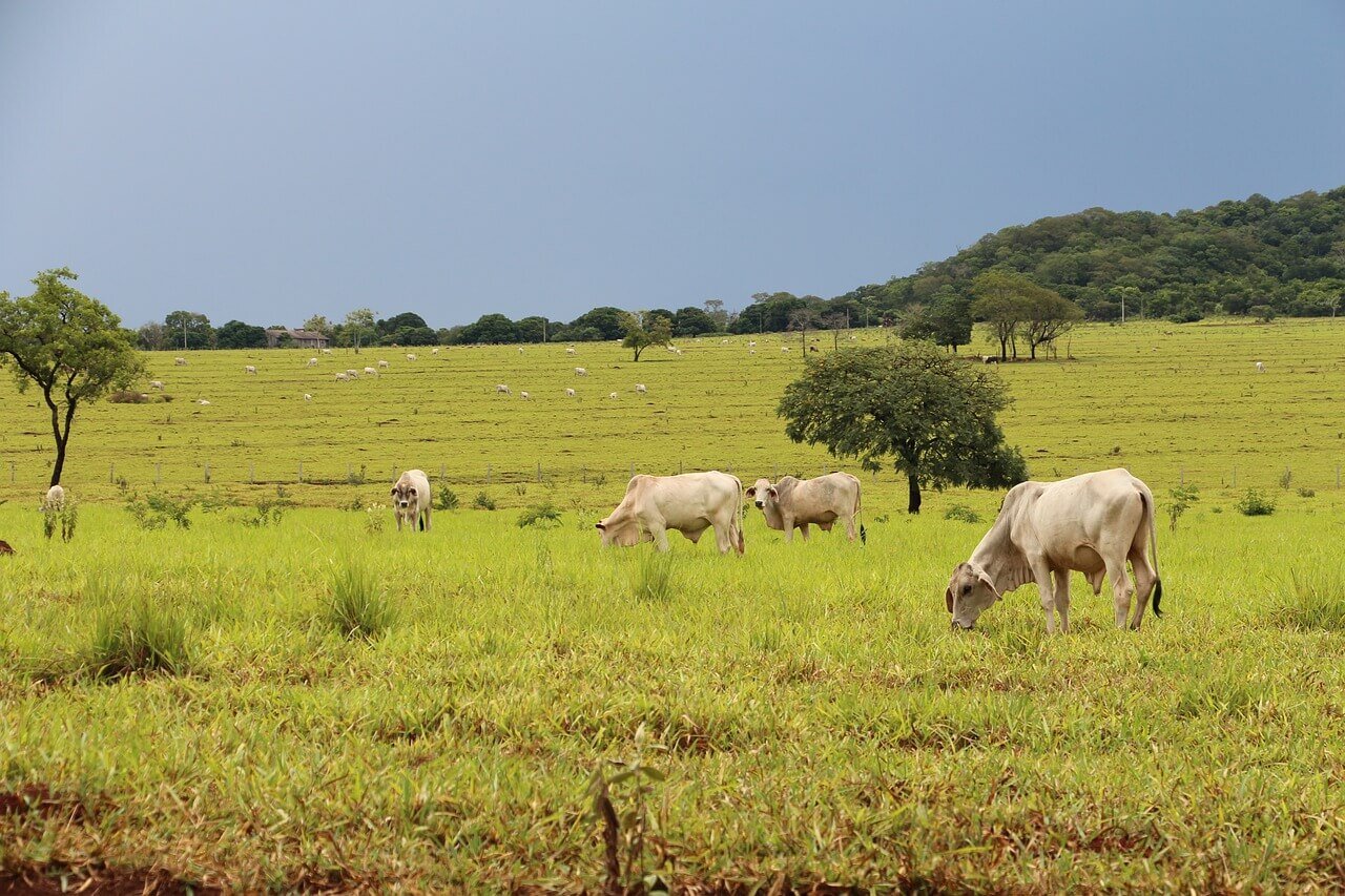 Terminação a pasto a base de grãos
