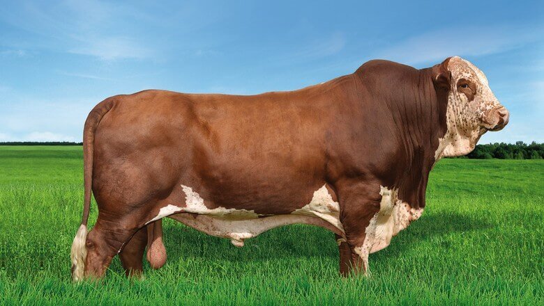 Virginiamicina em vacas e touros de exposição touro de exposição - Virginiamicina em vacas e touros de exposição