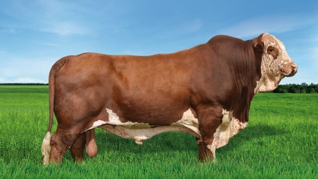Virginiamicina em vacas e touros de exposição